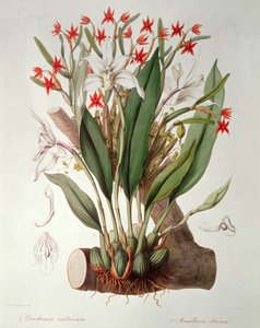 Orchid: Cattleya Diothonca imbricata e marfim a partir de `SertumOrchidaceum de 1838